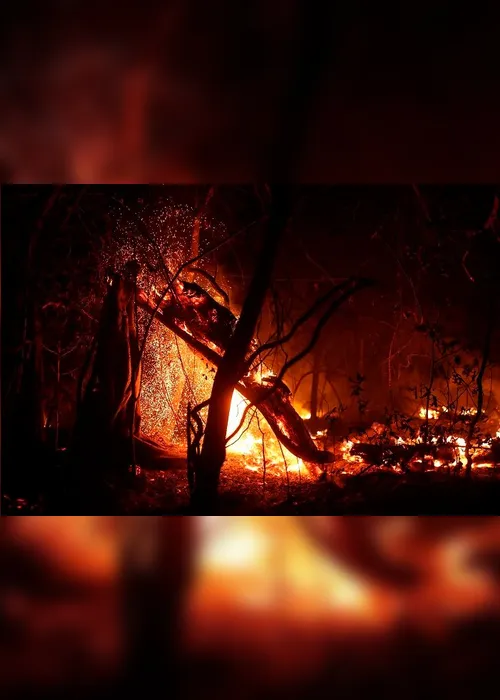 Imagem ilustrativa da imagem FOTOS| Em 14 dias do mês, Amazônia já tem mais queimadas que em todo setembro do ano passado