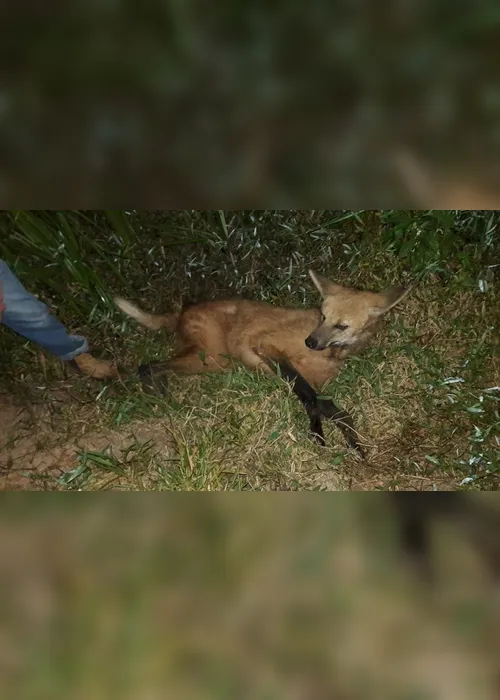 Imagem ilustrativa da imagem Lobo-guará é salvo após ser atropelado em estrada no Sul do Estado