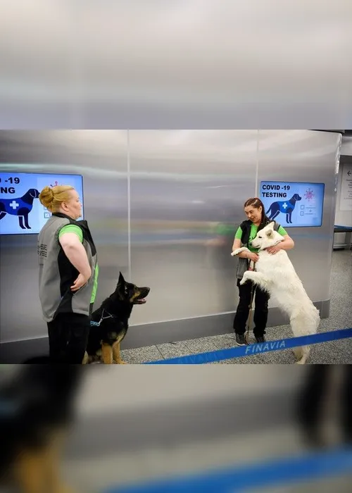 Imagem ilustrativa da imagem Cães são usados para detectar coronavírus em projeto-piloto de aeroporto na Finlândia