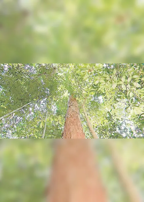 Imagem ilustrativa da imagem Salvar a natureza é um negócio que dá dinheiro