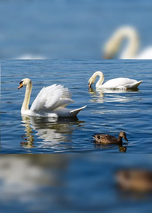 Imagem ilustrativa da imagem Polícia investiga assassinato de cisnes da família real britânica