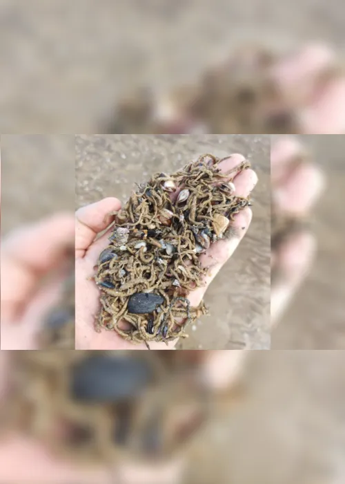 Imagem ilustrativa da imagem Vermes marinhos voltam a aparecer na praia de Camburi. Veja vídeo e fotos