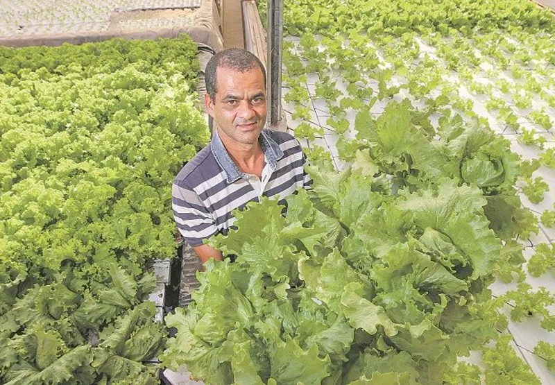 O técnico agrícola Valcemir Batista   colhe de 100 a 150 pés de alface por dia
