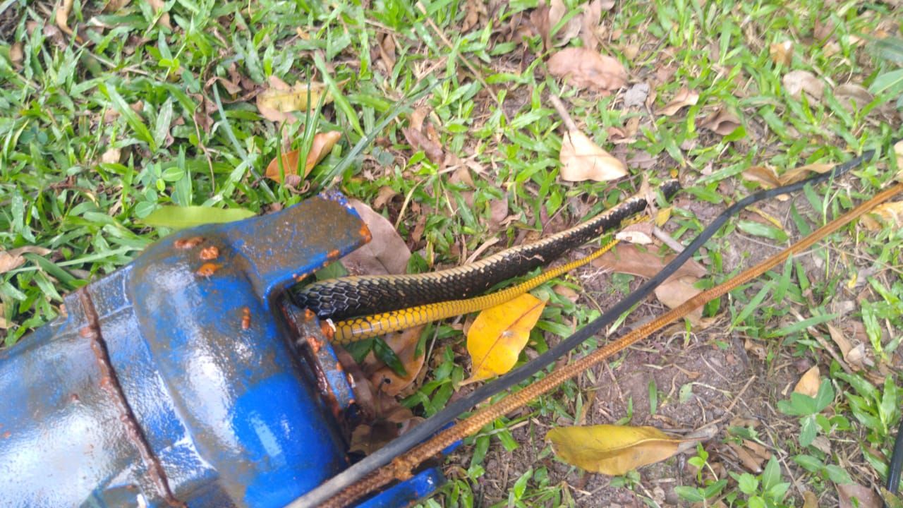 “O animal entrou na tubulação e morreu lá dentro", explicou diretor de Operações e Obras do Saae (Foto: Divulgação/ Saae)