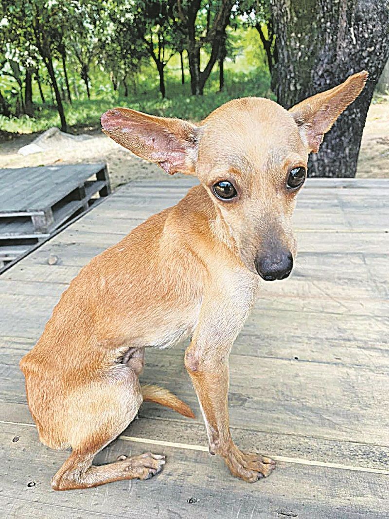 Requeijão superou a depressão (Foto: Acervo pessoal)