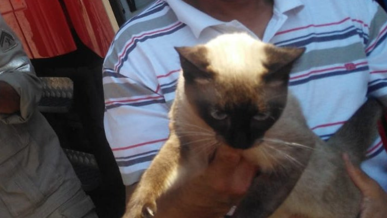 Gatinho que foi salvo pelo Corpo de Bombeiros (Foto: Divulgação/ Corpo de Bombeiros)