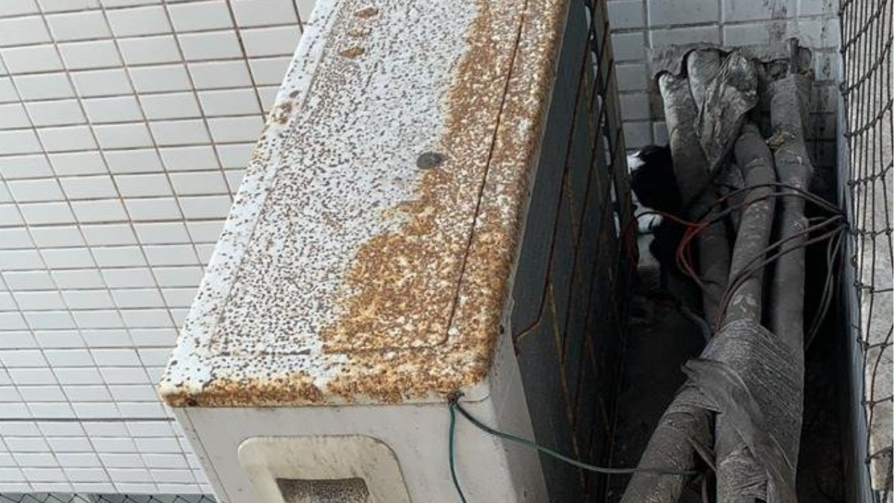 Gato resgatado pelo Corpo de Bombeiros (Foto: Divulgação/ Corpo de Bombeiros)