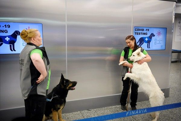 Os cachorros Valo e E.T. com seus treinadores no Aeroporto Internacional de Helsinque-Vantaa, na Finlândia, na última terça (22) (Foto: Antti Aimo-Koivisto/Lehtikuva/AFP)