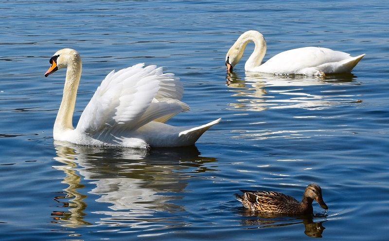 As autoridades acreditam que o "serial killer" de cisnes reais está praticando a pontaria com os bichos, já que outras flechas que não atingiram o alvo foram encontradas pelo parque (Foto: Pixabay)