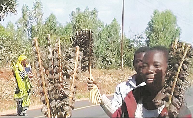 Adolescentes vendem espetos com ratos assados aos viajantes, nas margens das estradas, no distrito de Balaka, no Malauí. (Foto: Reprodução vídeo)
