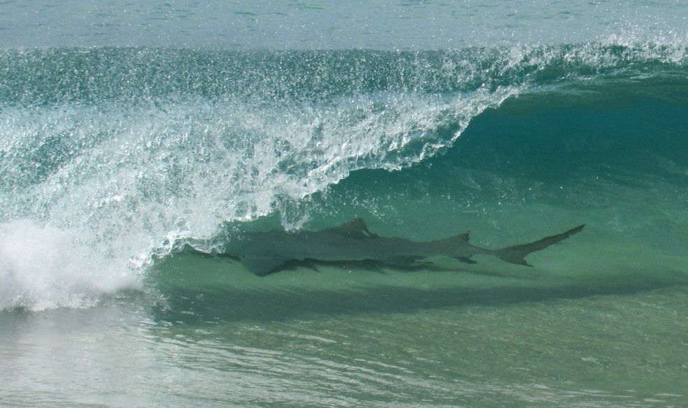 Tubarão estava em área com muitas sardinhas (Foto: Dandara Guedes/Acervo pessoal)