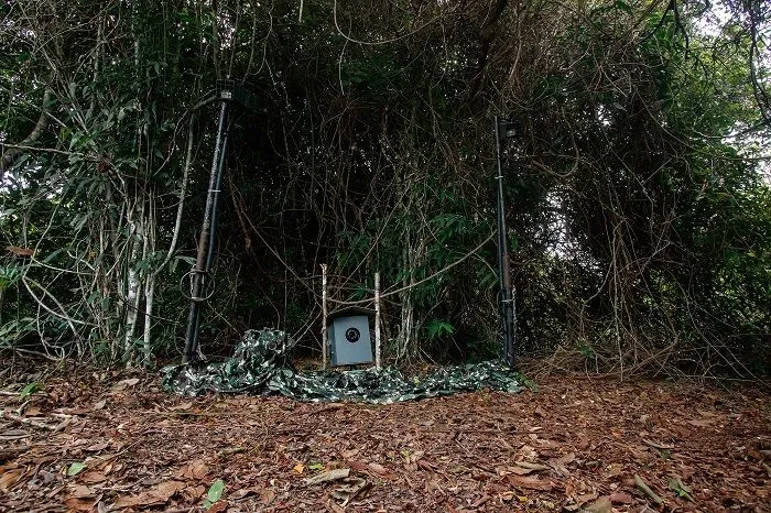 Imagem ilustrativa da imagem Espécie de veado é vista na Mata Atlântica do Estado pela primeira vez