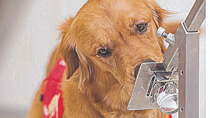Capacidade olfativa dos cães 
se tornou ferramenta para ajudar 
no combate à pandemia do novo coronavírus