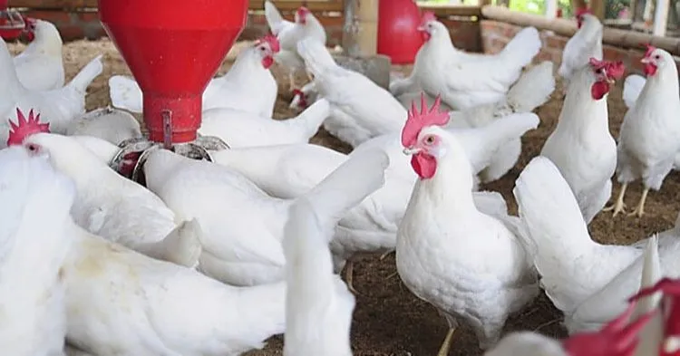 Imagem ilustrativa da imagem Onda de calor: Granjas no Estado têm até ventilador e refrigeração para galinhas