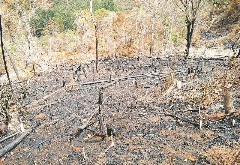Imagem ilustrativa da imagem Operação flagra desmatamento e queimada em 14 municípios do Estado