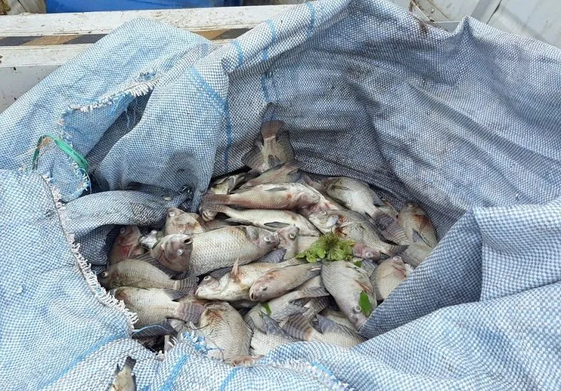 Imagem ilustrativa da imagem Milhares de peixes aparecem mortos em lagoa no Norte do Estado