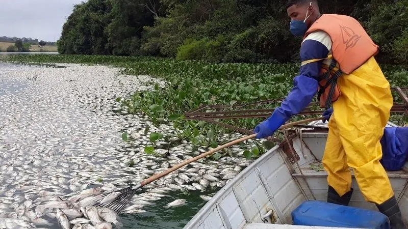 Imagem ilustrativa da imagem Milhares de peixes aparecem mortos em lagoa no Norte do Estado