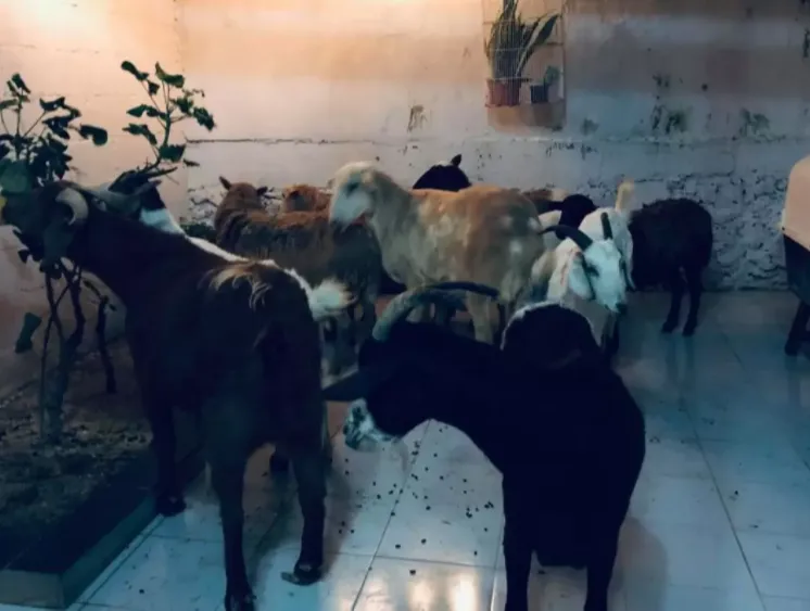 O ativista acolheu cães, gatos, coelhos, galinhas e até ovelhas