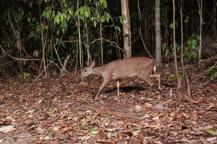 Veado-amazônico foi fotografado em reserva do Norte do Estado 