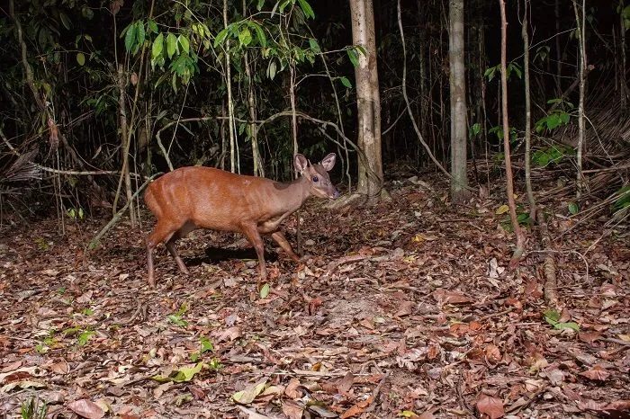 Imagem ilustrativa da imagem Espécie de veado é vista na Mata Atlântica do Estado pela primeira vez