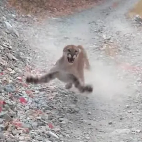 Imagem ilustrativa da imagem Vídeo mostra homem sendo seguido por 'leão das montanhas' durante seis minutos