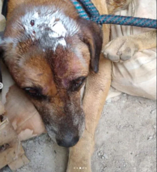 Imagem ilustrativa da imagem Cachorro é resgatado após ser espancado e ganha o nome de "Valente" em Vila Velha