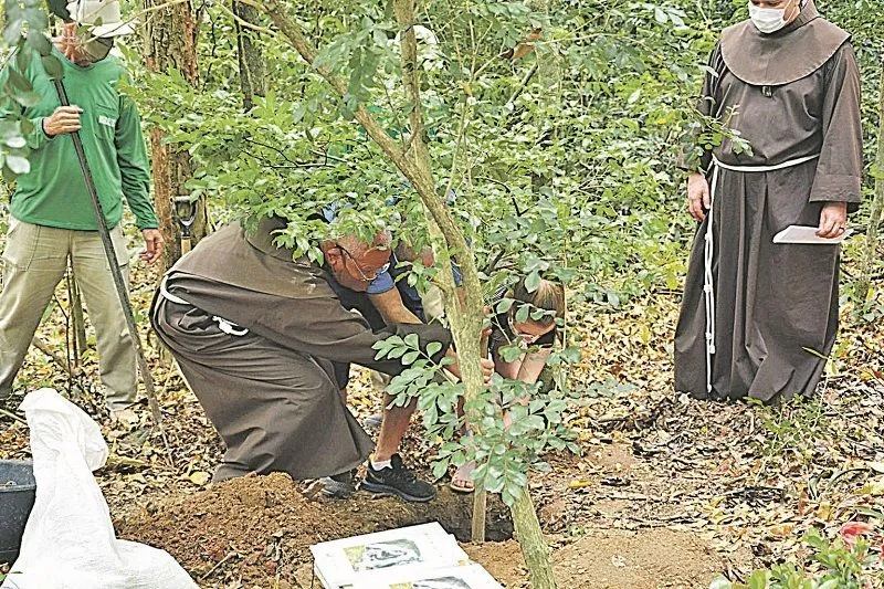 Imagem ilustrativa da imagem CNBB convida a plantar uma árvore no Dia de Finados