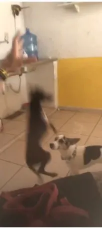 Imagem ilustrativa da imagem Polícia pede interdição de creche para cães após denúncias de maus-tratos
