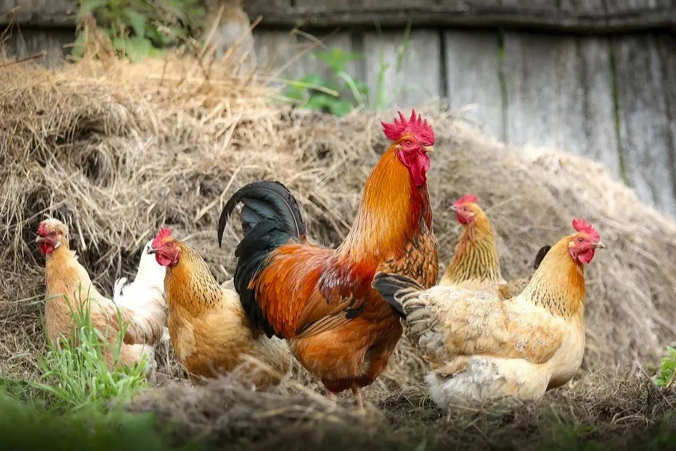 Imagem ilustrativa da imagem Produtores contam que 35 mil galinhas morreram por causa do calor