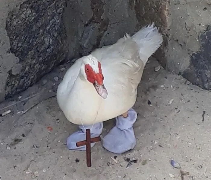 Imagem ilustrativa da imagem Pato é encontrado usando meias e crucifixo em praia do Rio