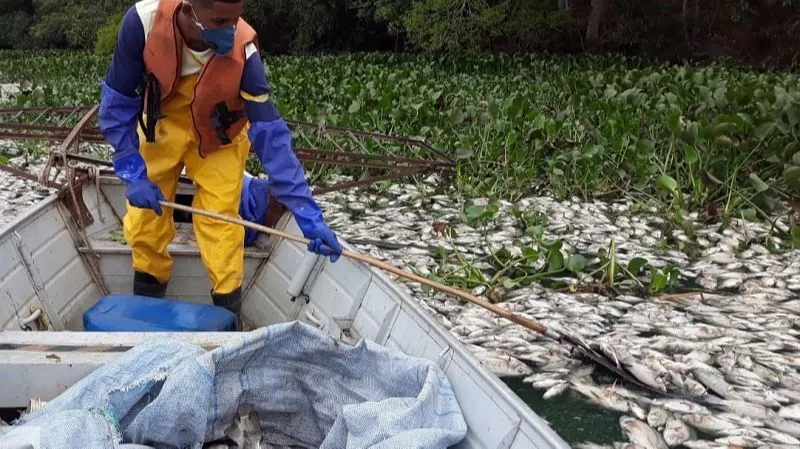 Imagem ilustrativa da imagem Milhares de peixes aparecem mortos em lagoa no Norte do Estado