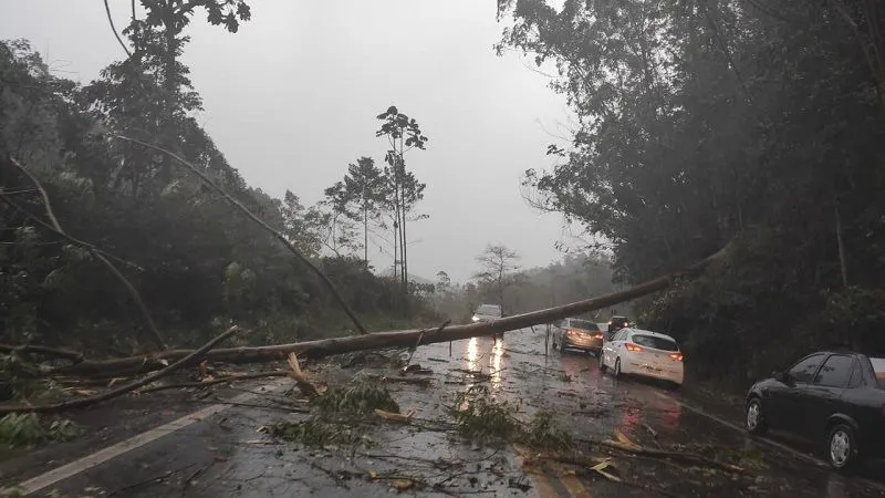 Imagem ilustrativa da imagem Quedas de árvores interditam a BR-262 em Domingos Martins
