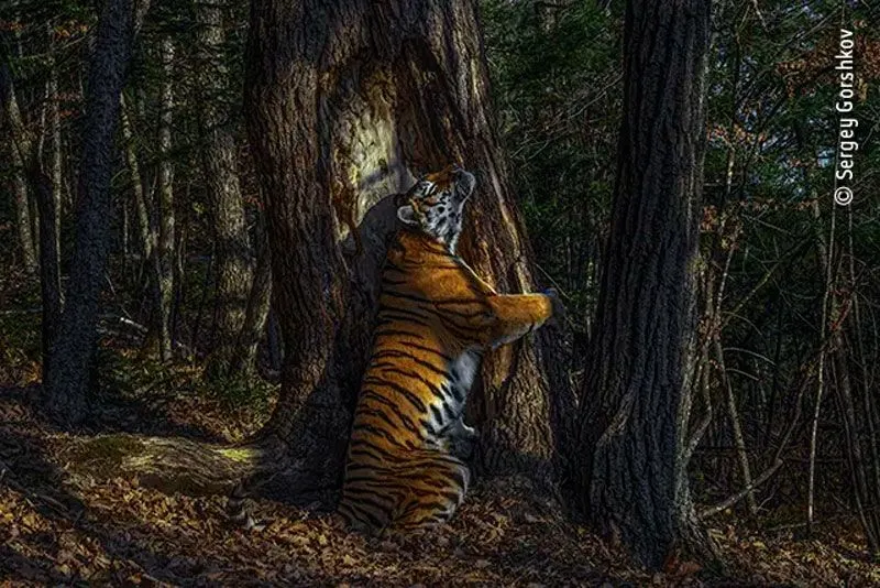 Imagem ilustrativa da imagem Imagem de tigresa abraçando árvore vence concurso mundial de fotografia selvagem