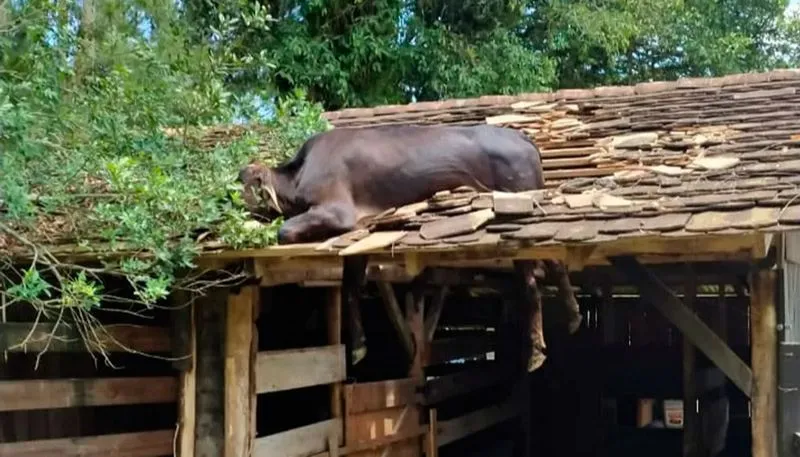 Imagem ilustrativa da imagem Vaca é resgatada pelo Corpo de Bombeiros após ficar presa em telhado