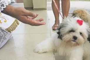 Imagem ilustrativa da imagem Bênção dos animais amanhã