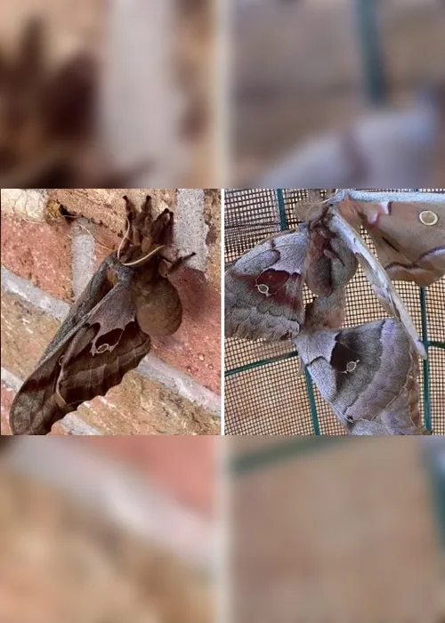 Imagem ilustrativa da imagem "Aranha voadora" chama atenção de internautas nas redes
