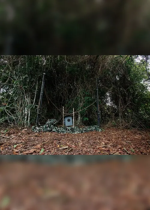 Imagem ilustrativa da imagem Espécie de veado é vista na Mata Atlântica do Estado pela primeira vez