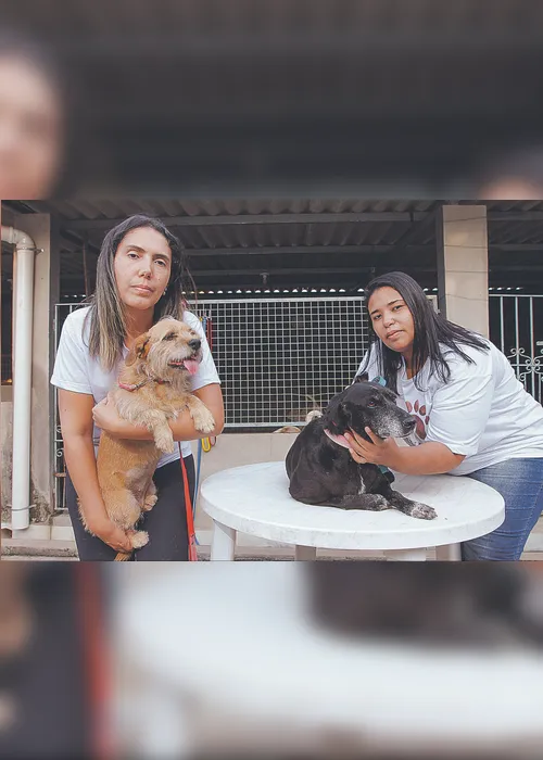 Imagem ilustrativa da imagem “Dói na alma ver a maldade  que é feita com os animais”, diz voluntária