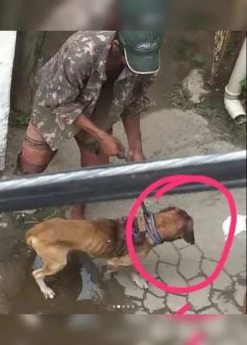 Imagem ilustrativa da imagem Cachorro é resgatado após ser espancado e ganha o nome de "Valente" em Vila Velha