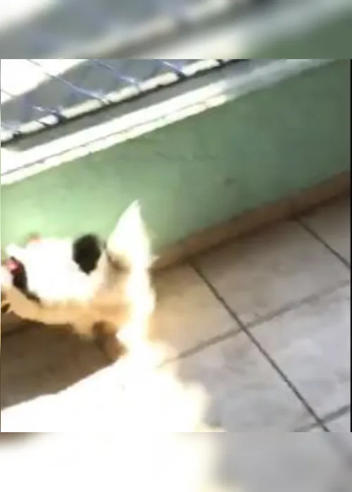 Imagem ilustrativa da imagem Ex-funcionário é acusado de agredir cães em creche para animais em Vitória