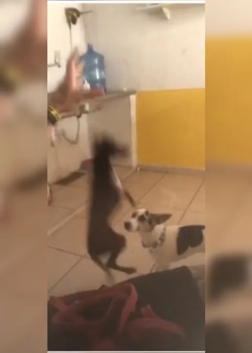 Imagem ilustrativa da imagem Ex-funcionário é acusado de agredir cães em creche para animais em Vitória