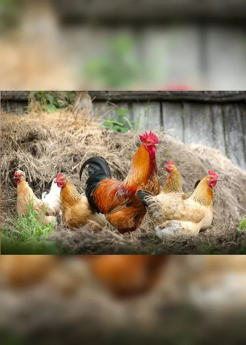Imagem ilustrativa da imagem Produtores contam que 35 mil galinhas morreram por causa do calor