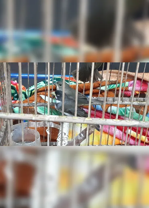 Imagem ilustrativa da imagem Nove pássaros silvestres são apreendidos dentro de carro na BR-101