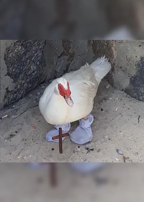 Imagem ilustrativa da imagem Pato é encontrado usando meias e crucifixo em praia do Rio