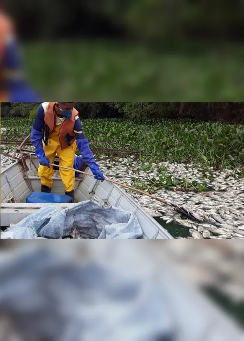 Imagem ilustrativa da imagem Milhares de peixes aparecem mortos em lagoa no Norte do Estado