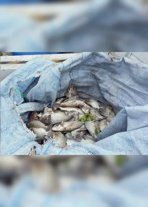 Imagem ilustrativa da imagem Milhares de peixes aparecem mortos em lagoa no Norte do Estado
