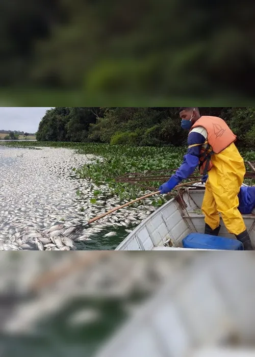 Imagem ilustrativa da imagem Milhares de peixes aparecem mortos em lagoa no Norte do Estado