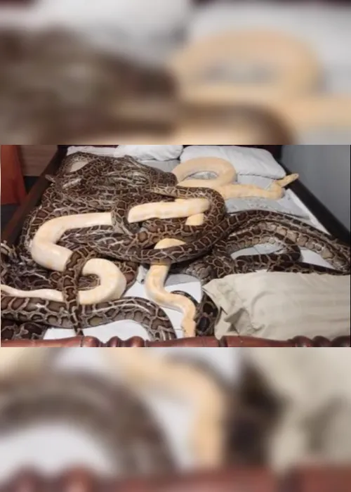 Imagem ilustrativa da imagem Idoso é preso por manter em casa 20 pítons, 585 ratos e 46 coelhos