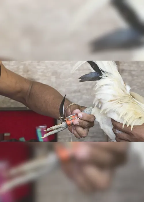 Imagem ilustrativa da imagem Policial morre após ser atacado por galo de rinha