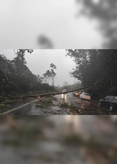 Imagem ilustrativa da imagem Quedas de árvores interditam a BR-262 em Domingos Martins